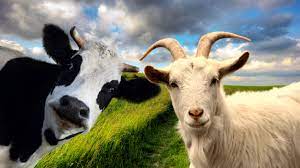 Прийом заявок на отримання спеціальних бюджетних дотацій  за утримання корів і маточного поголів’я овець та кіз