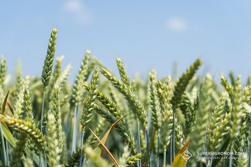 Шановні сільськогосподарські виробники!