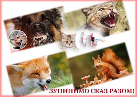 Профілактика сказу – запорука безпеки тварин і людей